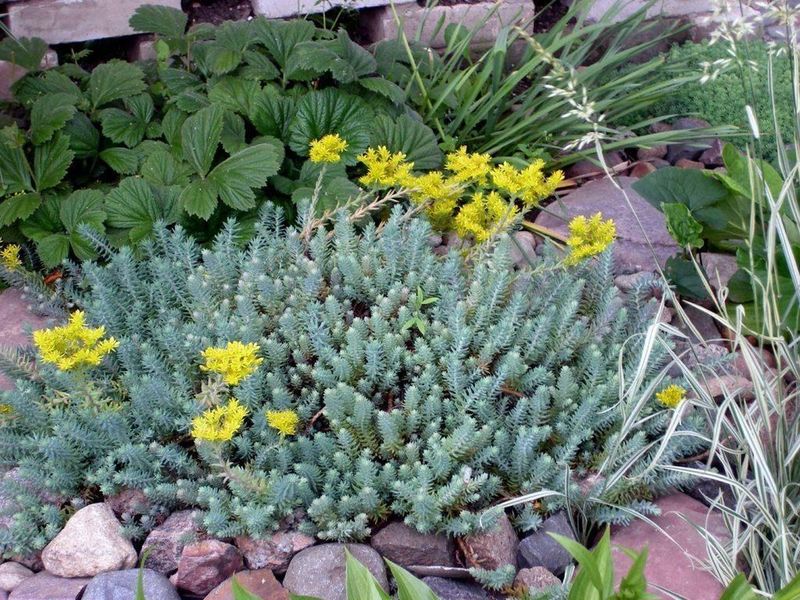 Sedum reflexum (Blue Spruce Stonecrop)