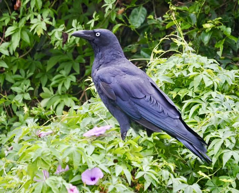 Fascinating Intelligence To Observe