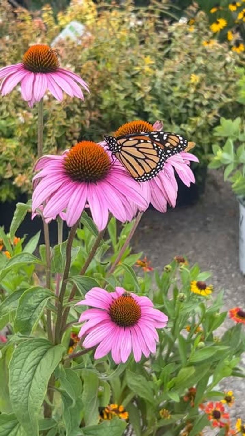 No Pesticide Treatments Needed