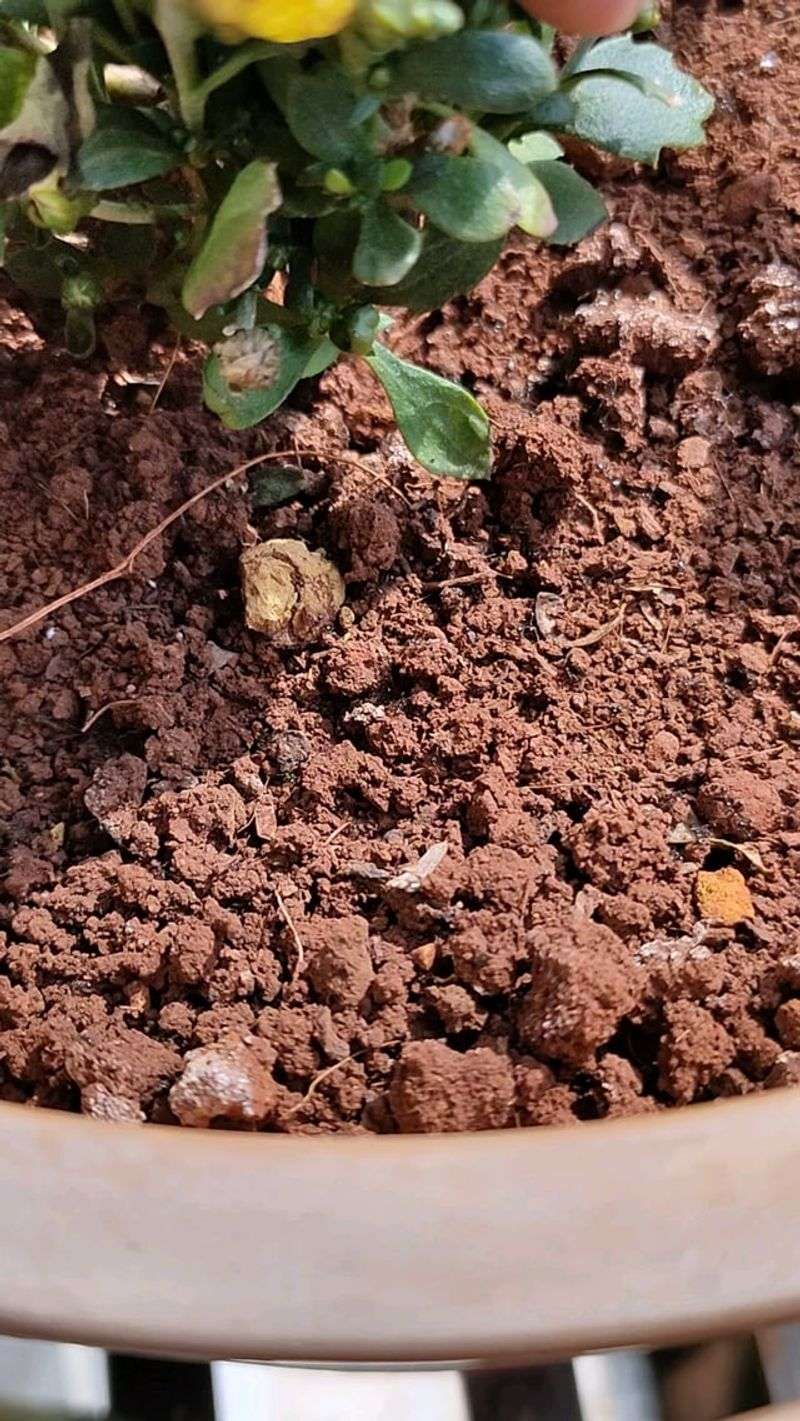 Ant Deterrent That Works