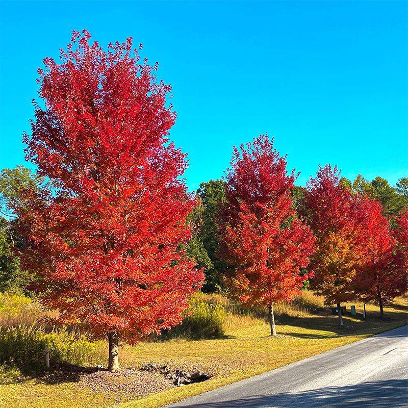 Shade That Lowers Energy Bills