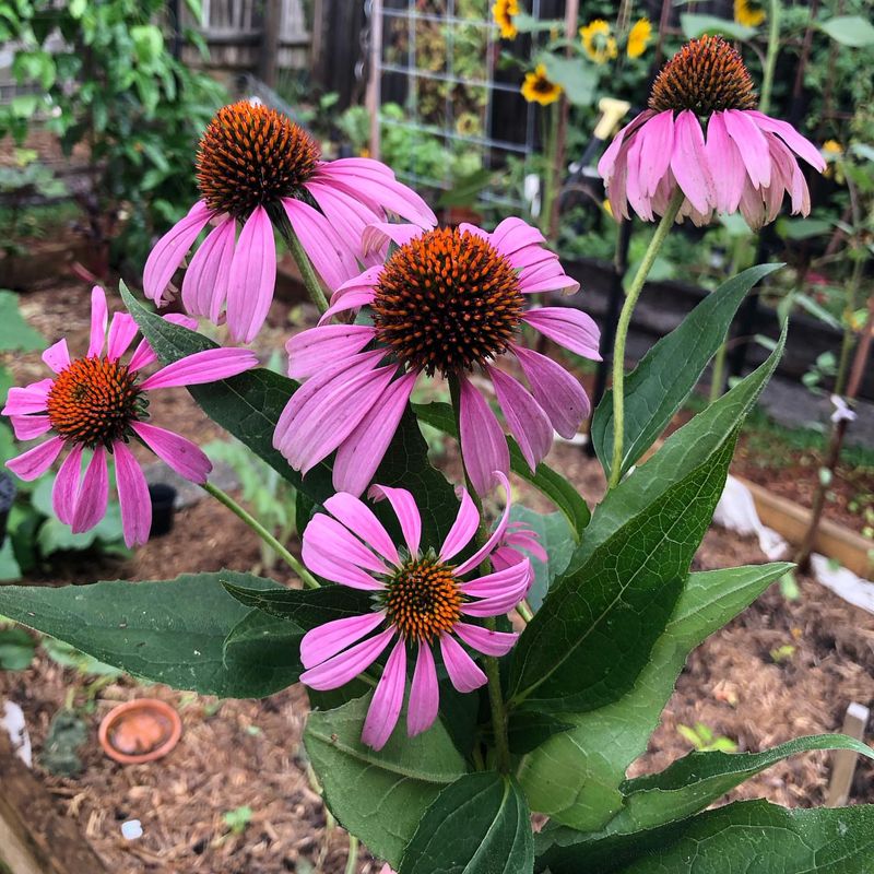 Used In Traditional And Modern Medicine