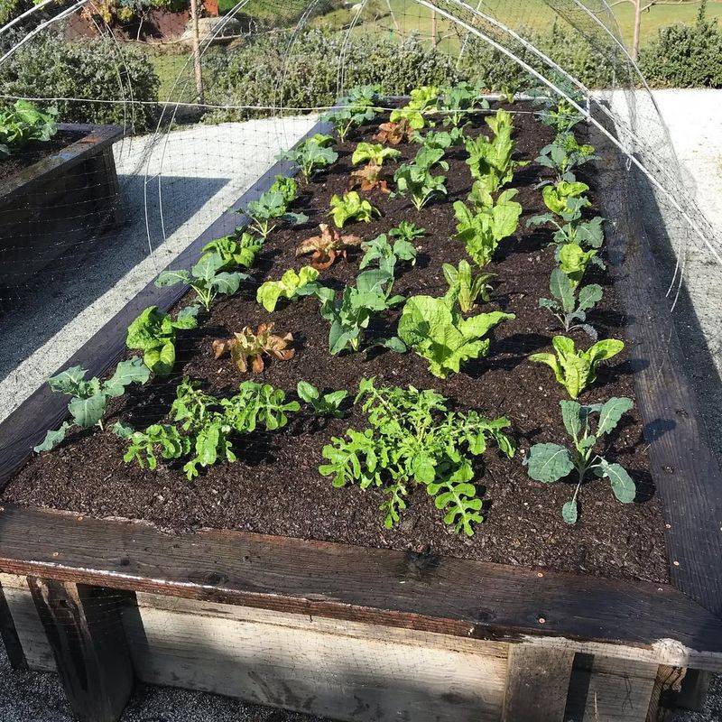 Less Competition From Weeds