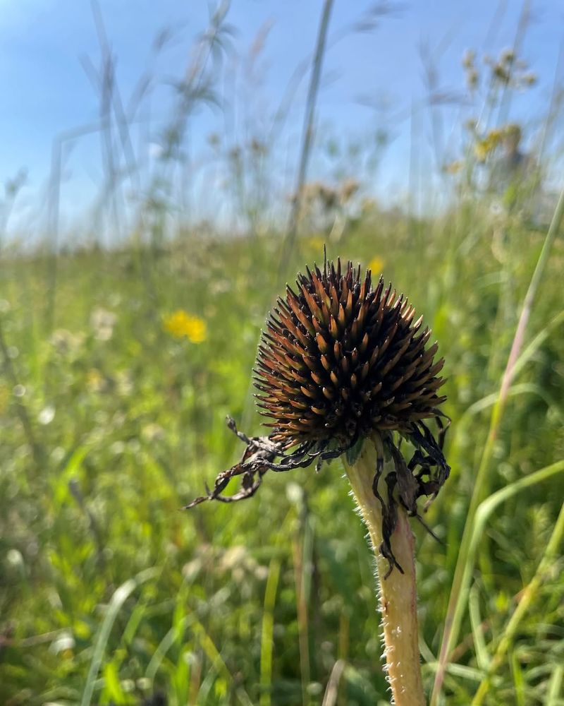 Easy To Grow From Seeds Or Transplants