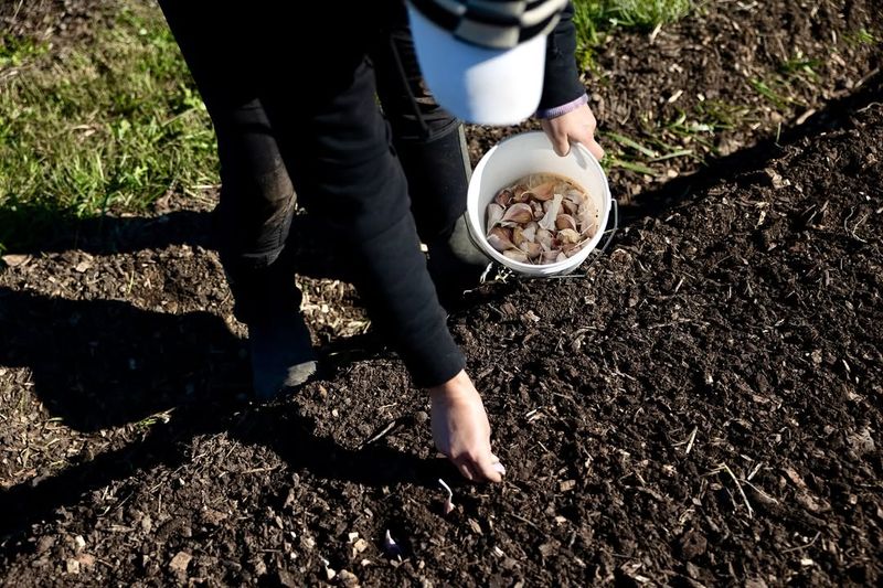 Plant Cloves At The Perfect Time In Fall