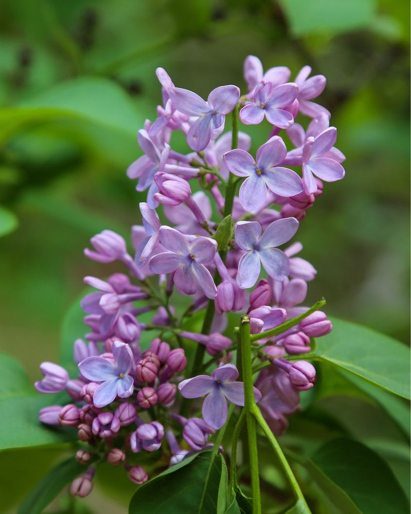 Incorporate Fragrant Plants For Sensory Appeal