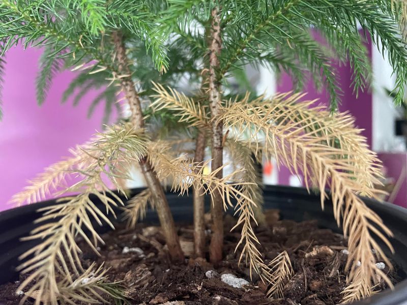 Ignoring Signs Of Pest Infestation Before Purchase