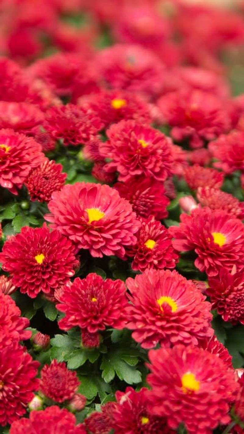 Not Considering Soil Moisture Levels