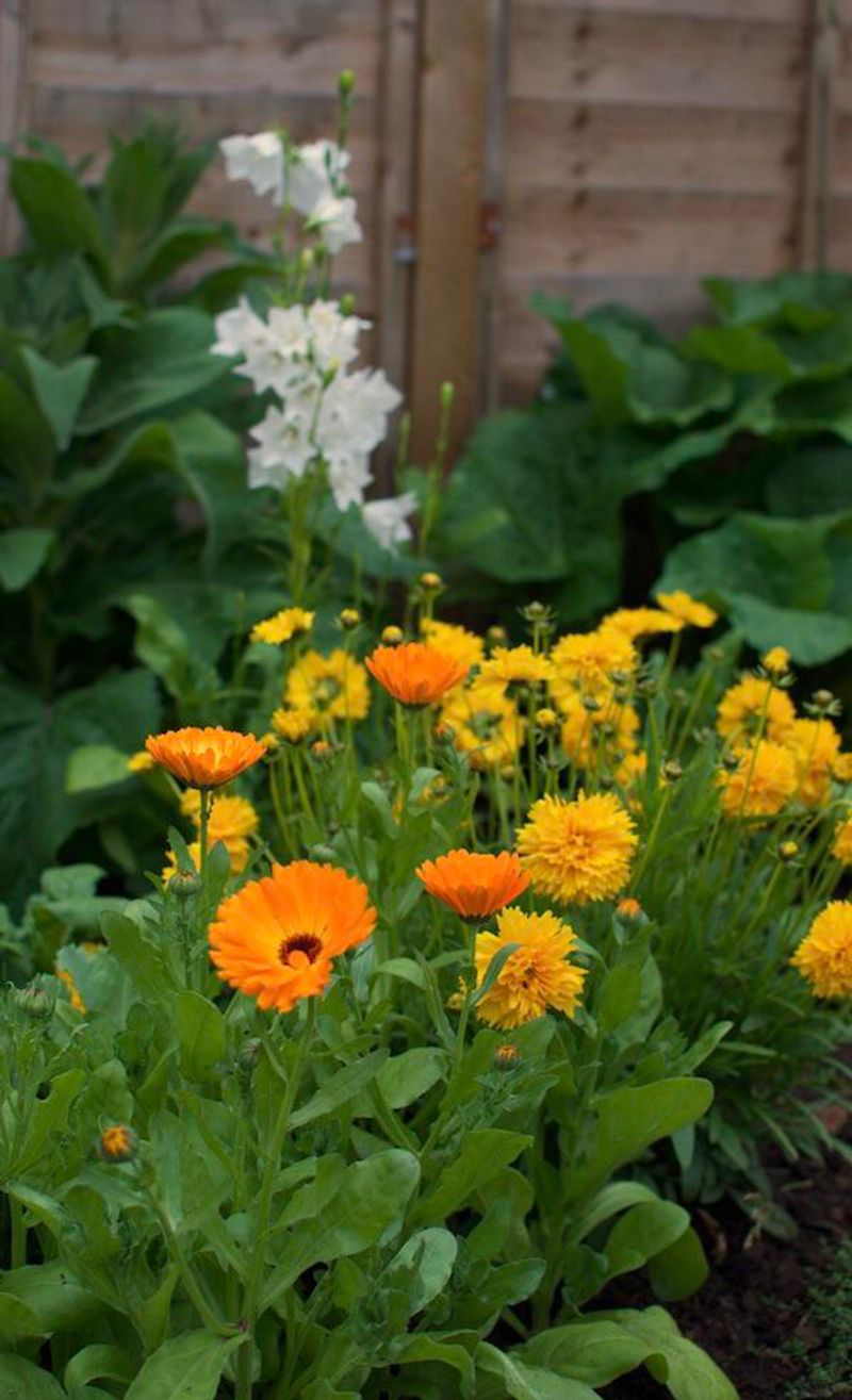 Regular Light Fertilizing Supports Ongoing Flower Development