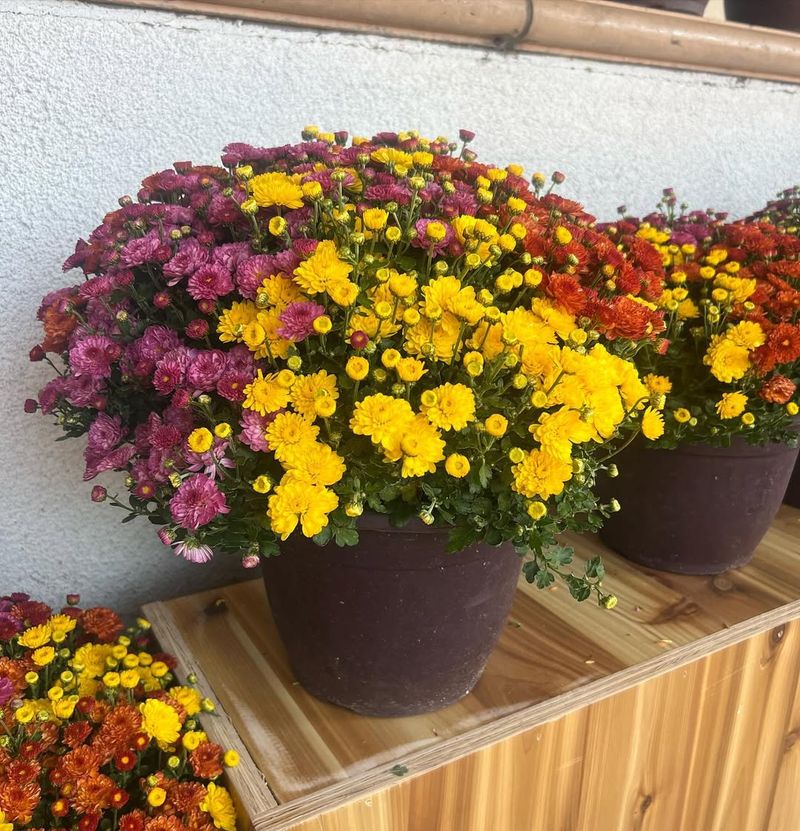 Purchasing Mums Too Early In The Season