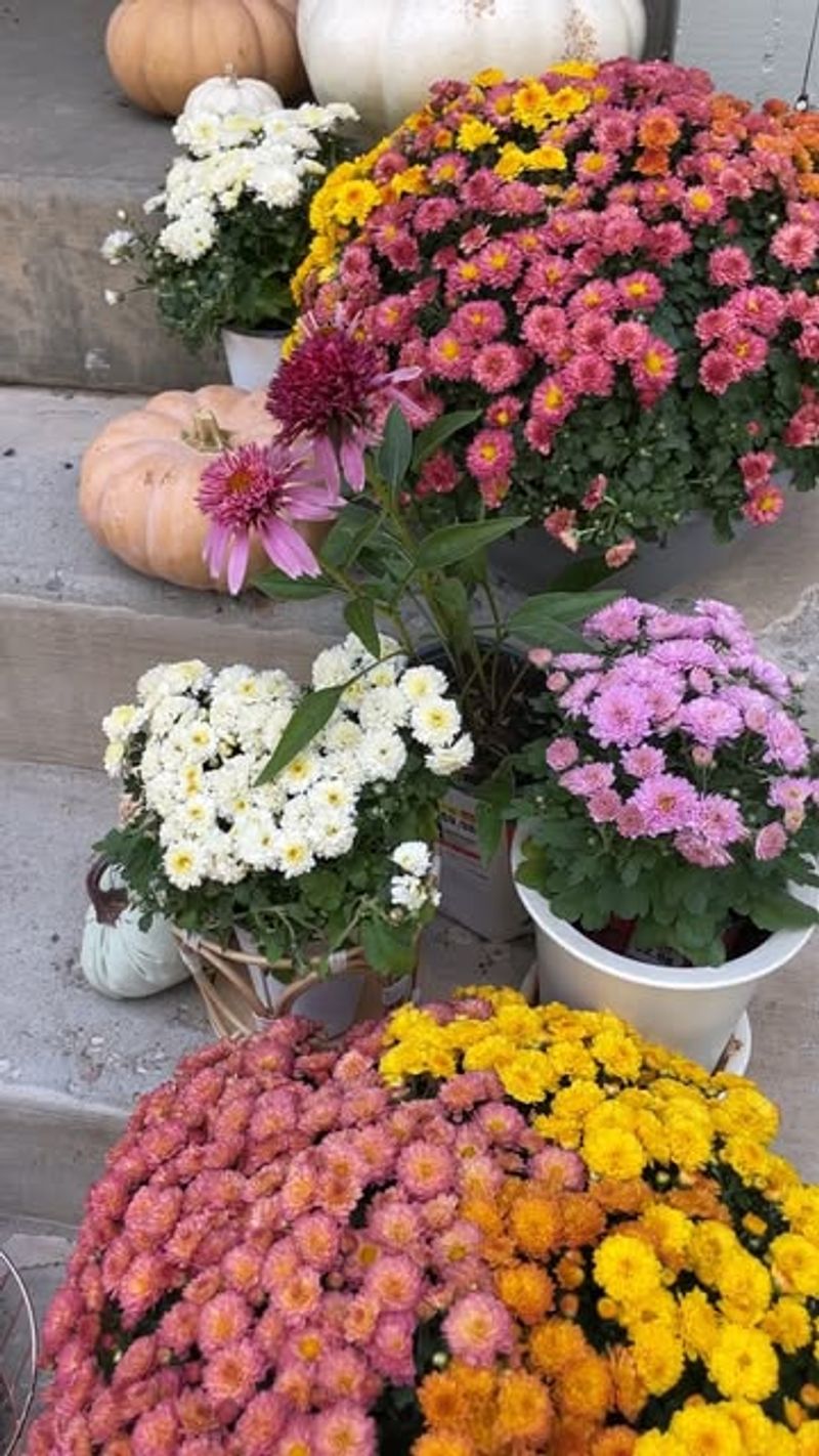 Purchasing Mums Too Late In The Season