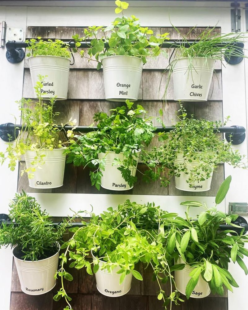 Creating Herb Gardens For Kitchen Walls