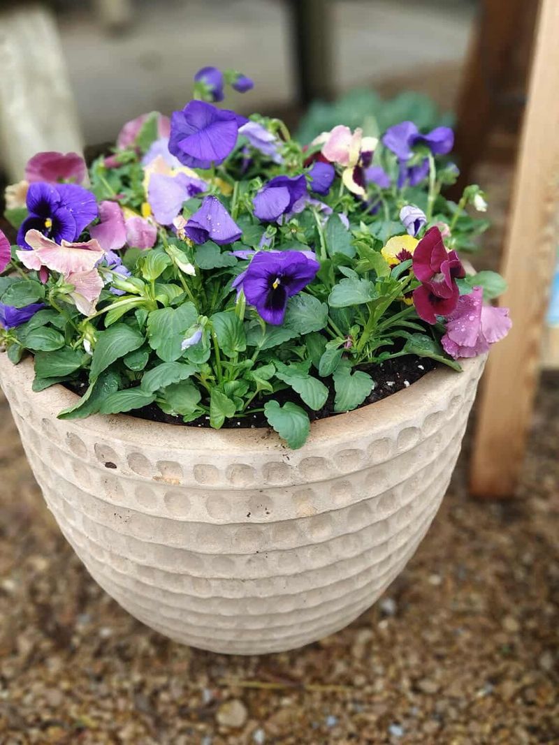 Overlooking Plant Size And Spacing Needs