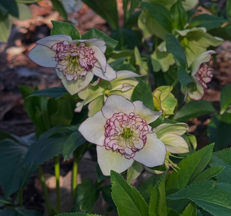 Buying The Cheapest Hellebores Without Researching Quality