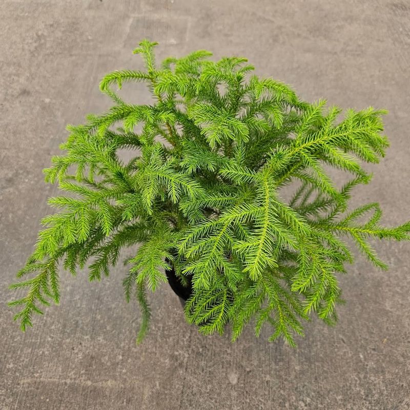 Choosing Trees Kept In Drafty Or Extreme Temperature Areas