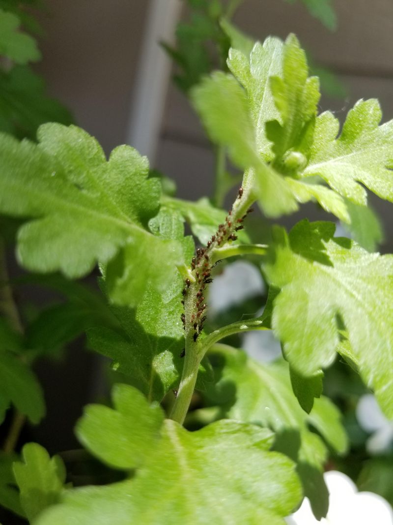 Not Checking for Pests and Disease