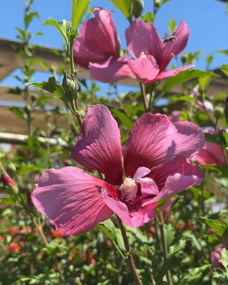 Belongs To The Hibiscus Family Of Tropical Beauties