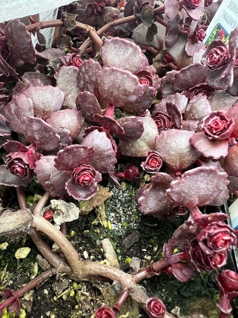 Sedum spurium (Two-Row Stonecrop)