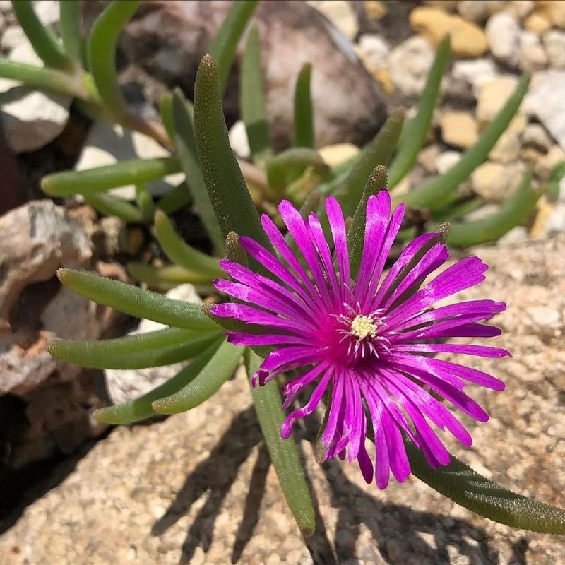 Delosperma Cooperi (Hardy Ice Plant)