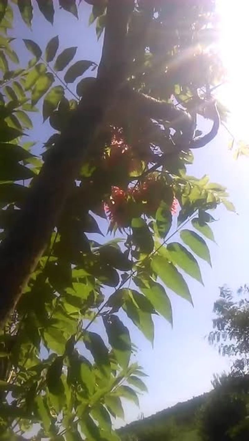 Produces Chemicals That Kill Other Plants