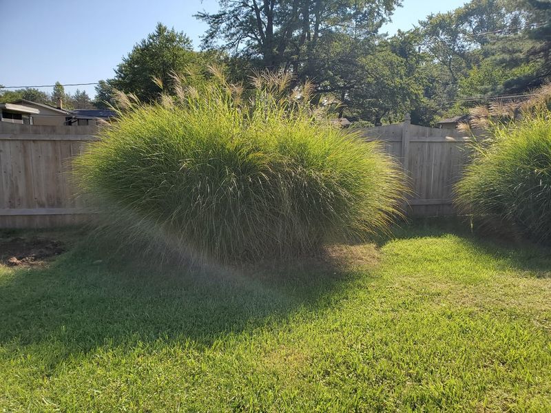 Trim Back Ornamental Grasses