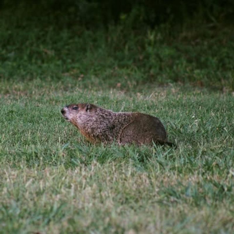 Eliminate Food Sources And Shelter