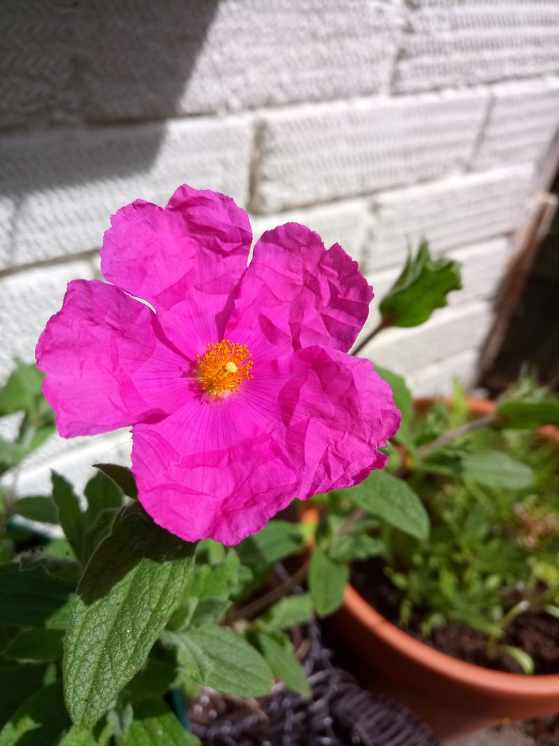 Aromatic Leaves Release Fragrance On Hot Days