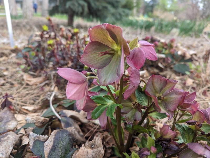 Nearly Zero Maintenance Required