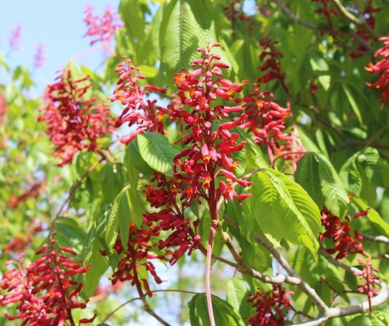 Low Maintenance Requirements Save Time And Effort