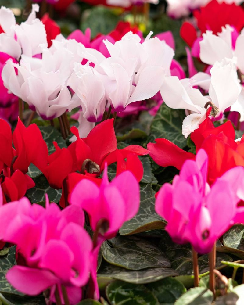 Striking Heart-Shaped Leaves Add Extra Visual Interest