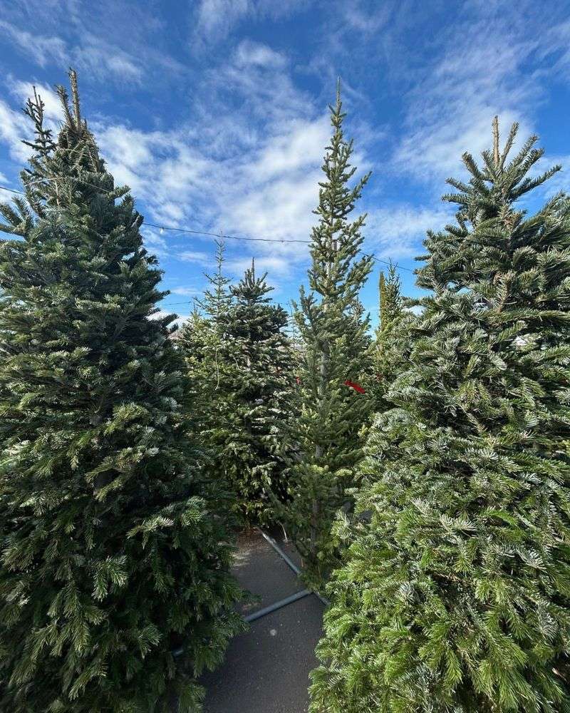 Wrap Branches With Burlap or Twine