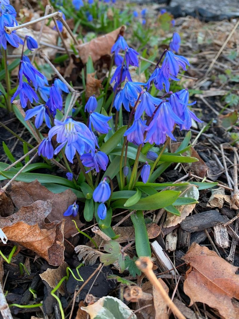 Siberian Squill