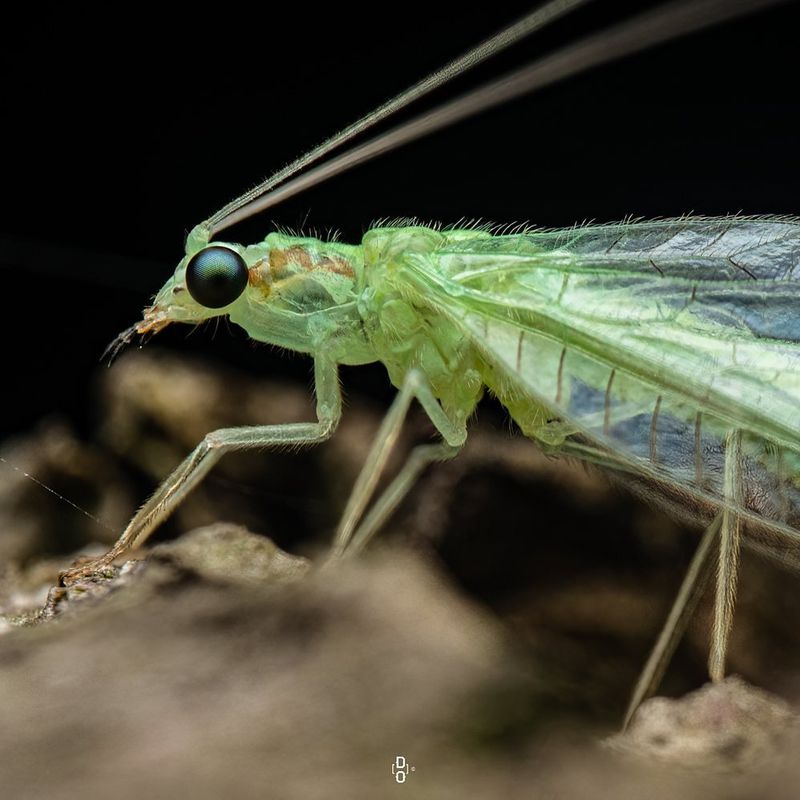 Thriving Insect Population