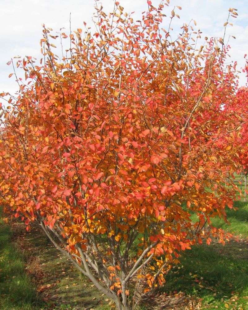 Native Plant Chemistry Attracts Local Species