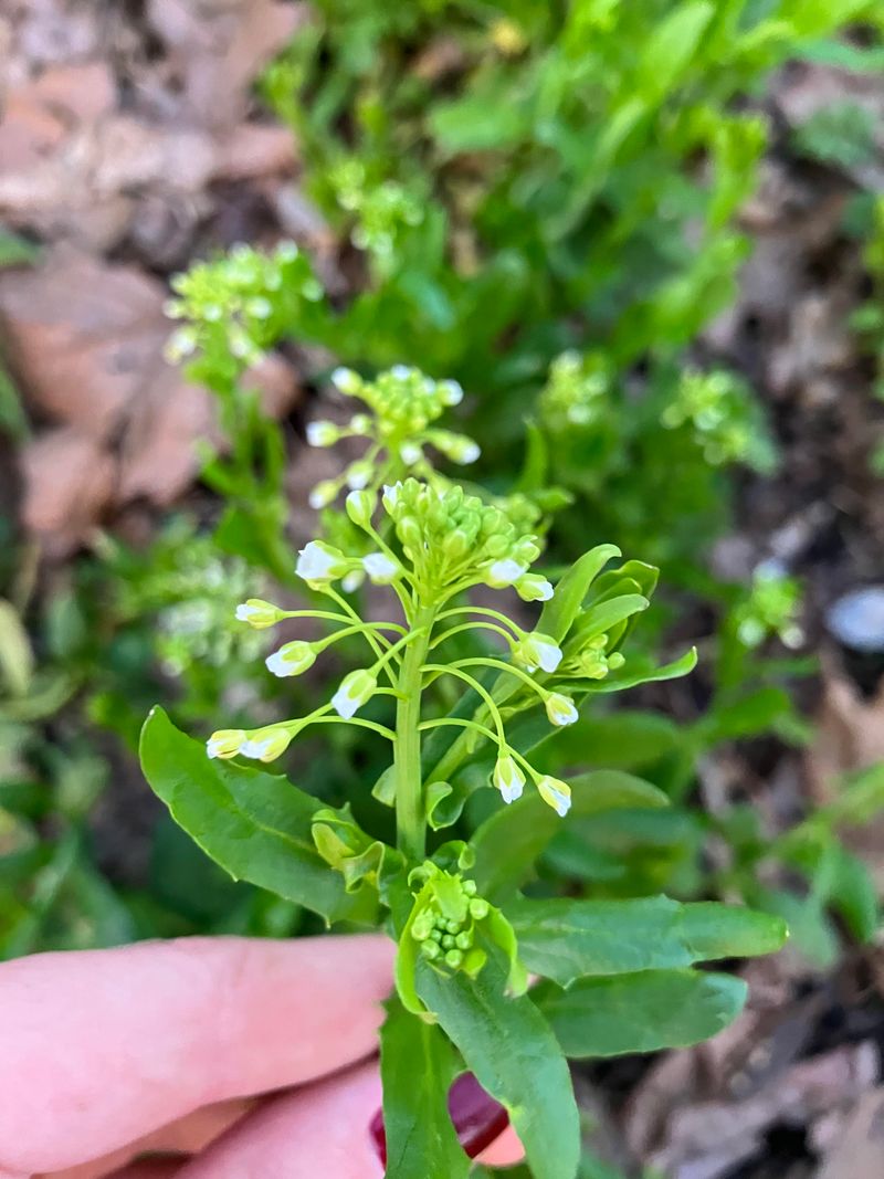 Field Pennycress
