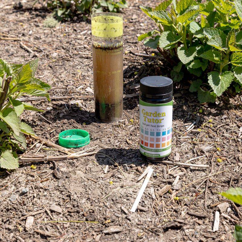 Check Soil PH And Adjust If Needed