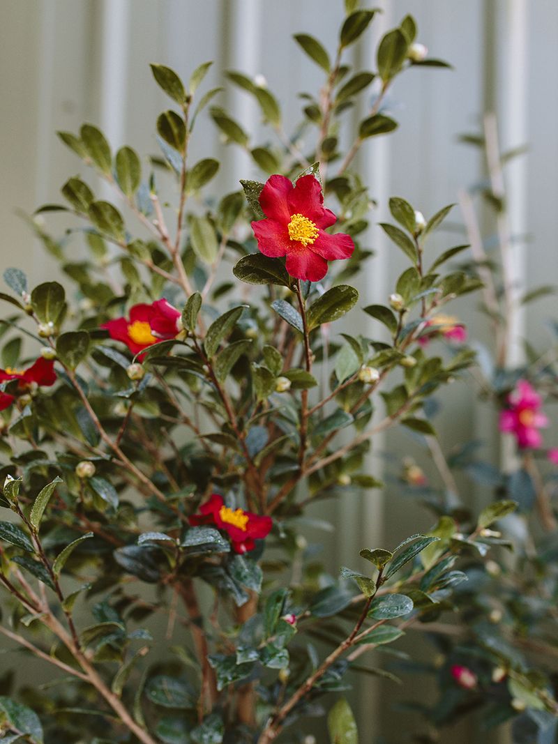 Choose Cold-Hardy Camellia Varieties For Your Region