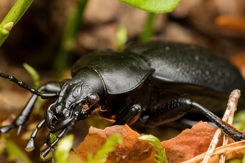 Creates Habitat For Beneficial Insects