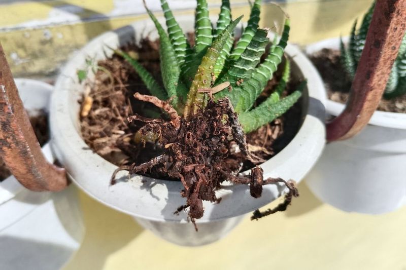 Overwatering During Dormancy Causes Root Rot