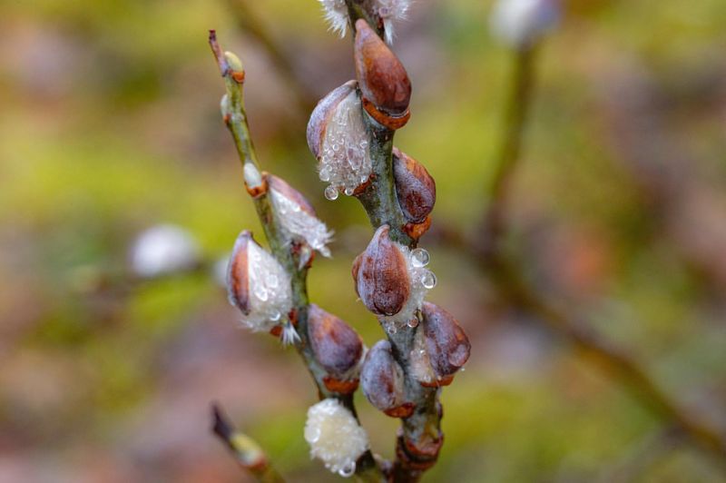 Altered Precipitation Patterns