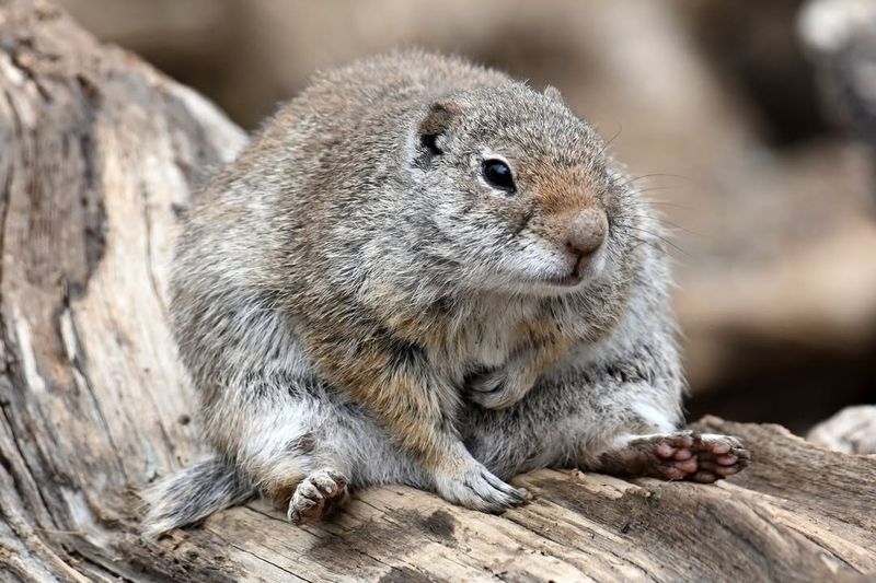 Wildlife Stays Active Longer In Fall