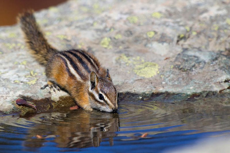 Water Sources Keep Them Hydrated And Active