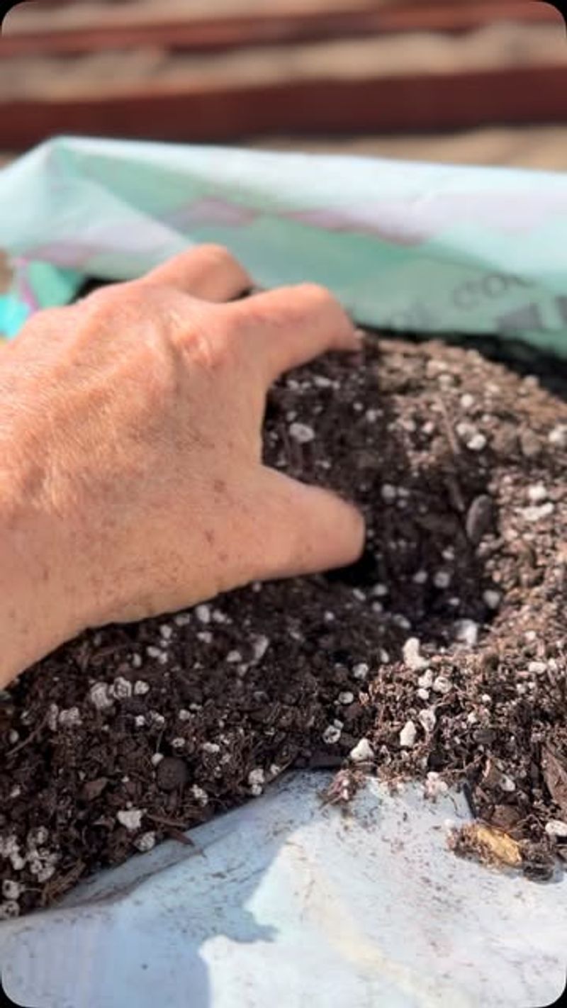 Check For Signs Of Disease Or Pests First