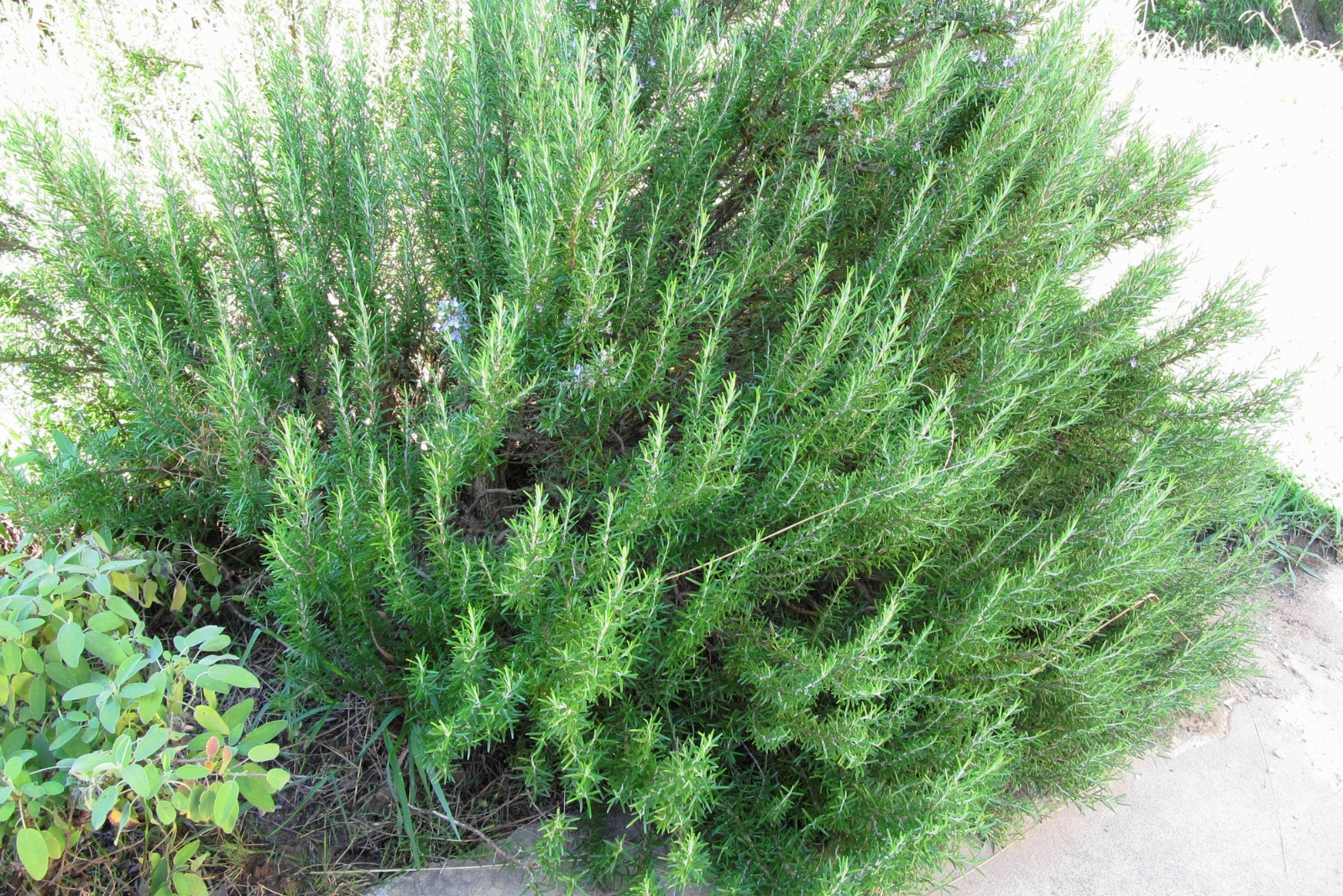 Should You Fertilize Your Rosemary In Fall And Winter In California