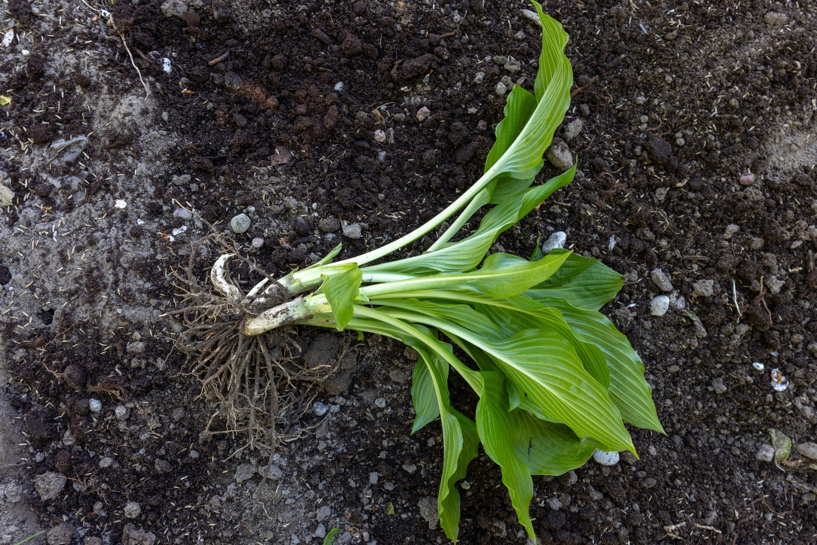 Should You Wait Until Spring Or Plant Perennials This Fall In New York