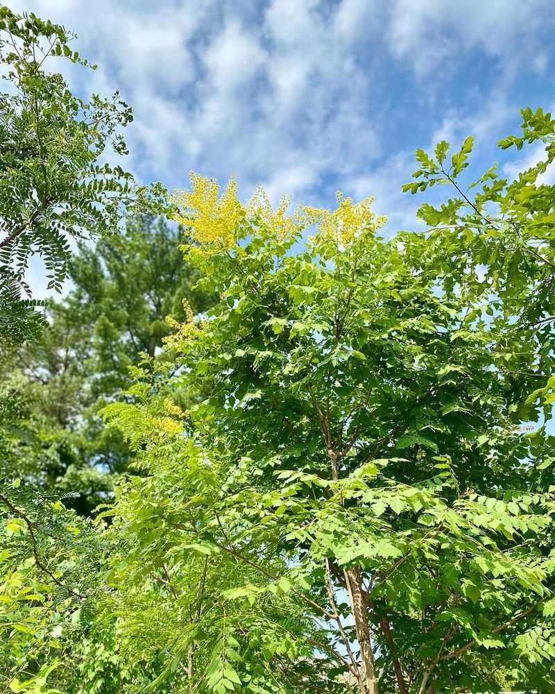 Drought Tolerance Ensures Reliable Blooming