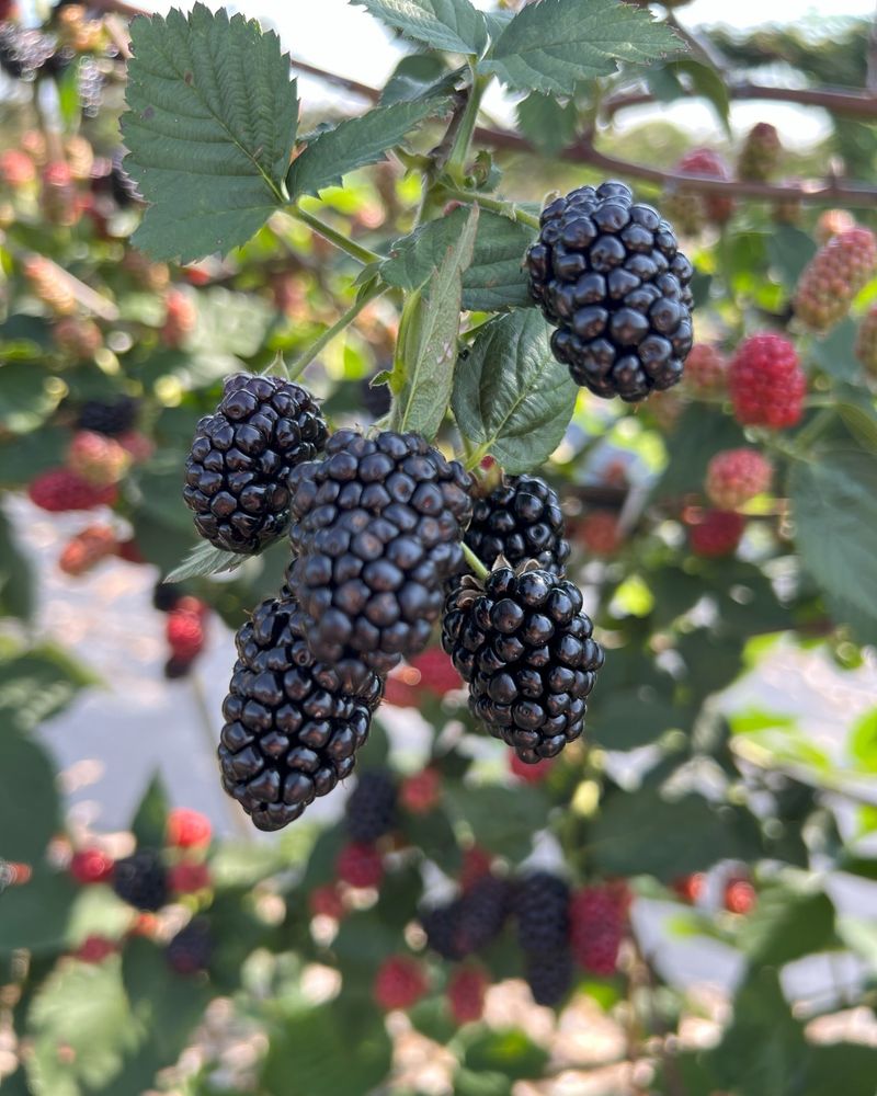 Blackberry Bushes