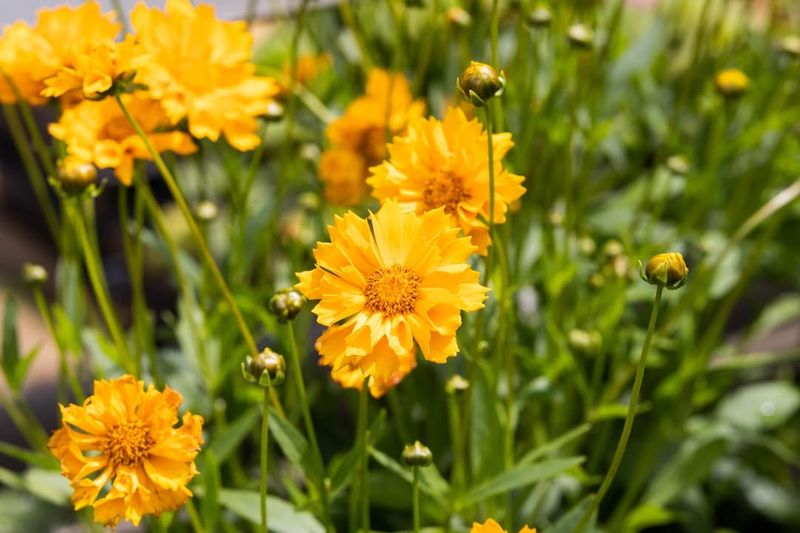 Perennials Benefit From Pre-Winter Hydration Too