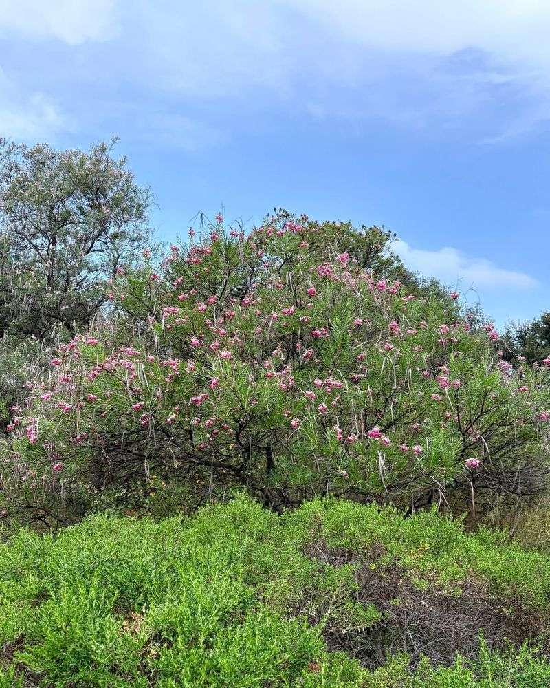 Desert Willow