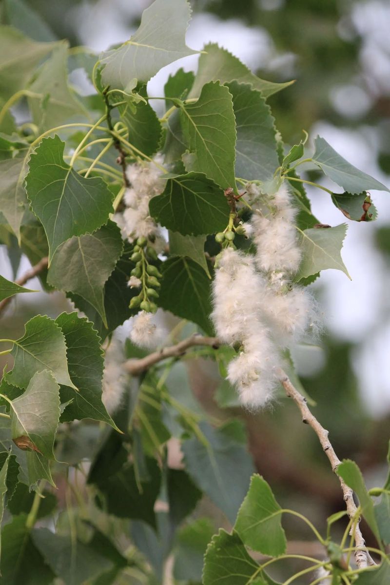 Eastern Cottonwood